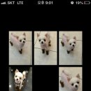 미니 앤 바니 애견샵 이미지