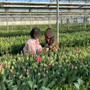(주) 신기원 팜 | 김해 플라워팜팜 튤립 수확체험 하고 왔어요!