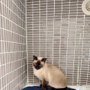 이솜 동물병원 이미지