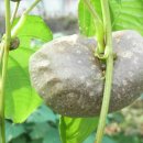 하늘이 준 선물 | 🌿 하늘마, 자연이 준 건강한 뿌리의 선물에 대해서 알아보자!