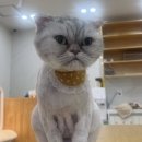 고양이 무마취미용 고미고미 화명점 이미지