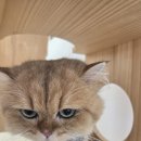 고양이 미용실 그냥 이미지