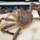 총각대게 | 부산 기장 총각대게 솔직후기, 대게 수율 미쳤다… 서비스까지 대박