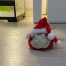 초원동물병원 | # 반려 동물 _ 파충류 비어디 드래곤 겨울나기 후기 일지 기록