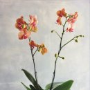 합성동273 | 마산 꽃집 영전 화분 호접난 합성동으로 배송