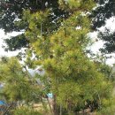 금오도황토민박 이미지