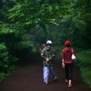 천년비자 이미지