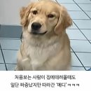 멍뭉이 미용실 이미지