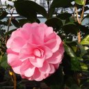 동백농장 이미지