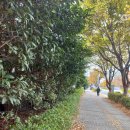 사하구-55 이미지