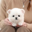 울산 강아지분양 미유펫 이미지