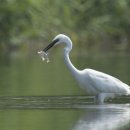 왕숙천고향의강 이미지