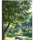 물소리바람소리 이미지