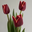 알마니농장 이미지