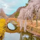 나무색사진관 - 함안군 야촌1길 4 | [창녕 여행] 창녕 영산만년교 연지못 수양벚꽃 능수벚꽃 만개했어요 2021년 3월 24일 방문했어요 창녕...