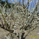 토종닭농장 이미지