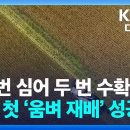 “한 번 심어 두 번 수확”…국내 첫 ‘움벼 재배’ 성공 / KBS 2025.11.04. 이미지