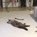 백수초밥 이미지