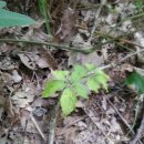 민통선농가집 이미지