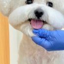 애견미용실 이미지