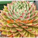 신상농장 이미지