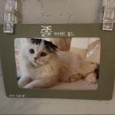 아가마미 고양이카페 이미지