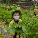 ＜🌸물푸레반🌸＞ 🌱🚦 꼬마 농사꾼 체험 &amp; 교통안전교육 이야기 👩‍🌾👮‍♂️ 이미지