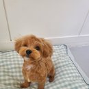 슈나우펫 이미지