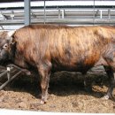 소라축산 이미지