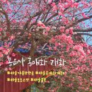 가-26 | 서울 가볼만한 곳 26년도 봉은사 홍매화 개화현황 방문후기