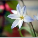 들꽃풍경 이미지