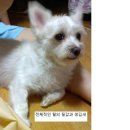 서울면동초등학교 이미지