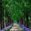 우로지 자연생태공원 "메타세쿼이아 길에 맥문동까지 이미지