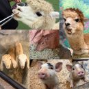 천안고양이 분양 냥블리 | 천안 동물체험 카피바라가 반겨주는 실내동물원 해피애니멀