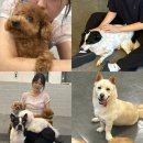 혼자두면 장판뜯어서 차린 개카페 이미지