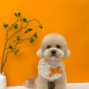 하이테디 이미지