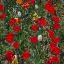 낙동강 유채단지 | 맨발로 걷는 노란 꽃길, 창녕 낙동강 유채단지에서 제대로 힐링하고 왔어요" 덤으로 능가사까지