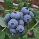 홍가네농장 이미지