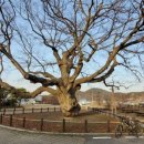 느티나무 이미지