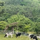 소드리목장 이미지