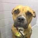 더힐동물의료센터 이미지