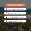 애견운동공원(3~10월) | 여주 강천섬 애견동반 피크닉 10월 중순 은행나무 실시간 후기