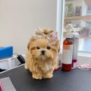 앨리스코리아켄넬 이미지