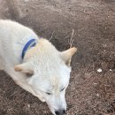 다혜목장 이미지