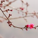 화엄사로