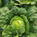 겨리농장 이미지