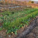 사남매농장2 이미지