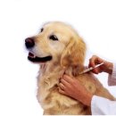 강아지 예방접종 이미지
