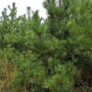 해송4로 이미지