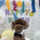 CFM애견유치원 이미지